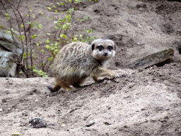 Meerkat at the Safaripark Beekse Bergen