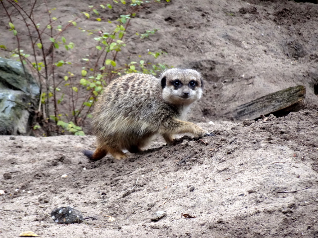 Meerkat at the Safaripark Beekse Bergen