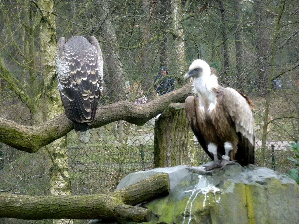 Griffon Vultures at the Safaripark Beekse Bergen