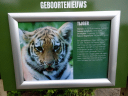Information on the young Amur Tigers at the Safaripark Beekse Bergen