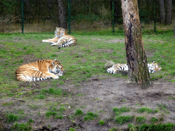 Amur Tigers at the Safaripark Beekse Bergen
