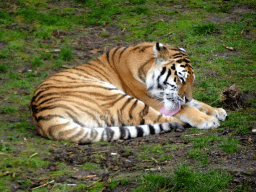 Amur Tiger at the Safaripark Beekse Bergen