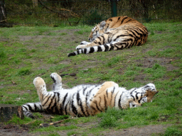 Amur Tigers at the Safaripark Beekse Bergen