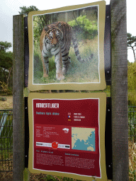 Explanation on the Amur Tiger at the Safaripark Beekse Bergen