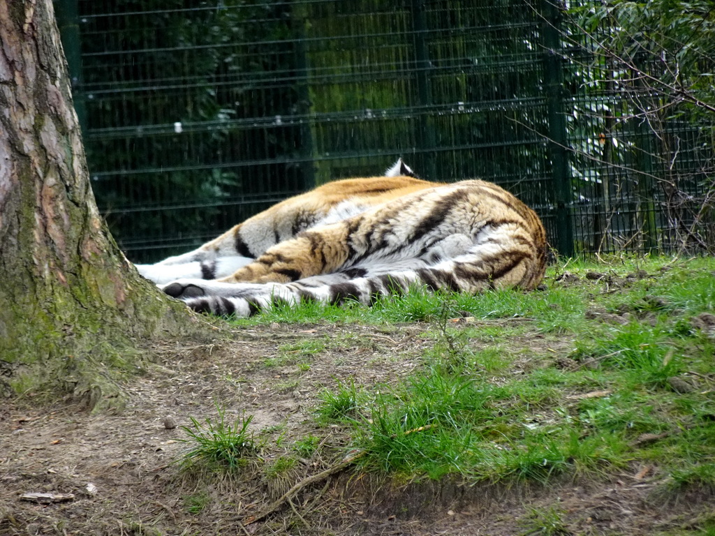 Amur Tiger at the Safaripark Beekse Bergen