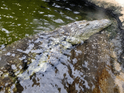 Nile Crocodile at the Hippopotamus and Crocodile enclosure at the Safaripark Beekse Bergen