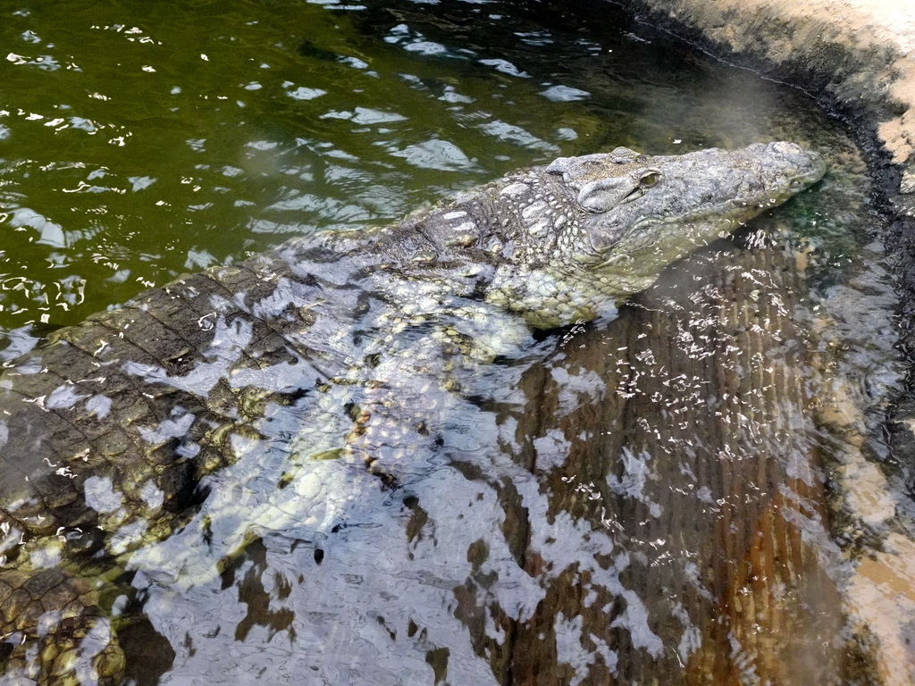 Nile Crocodile at the Hippopotamus and Crocodile enclosure at the Safaripark Beekse Bergen