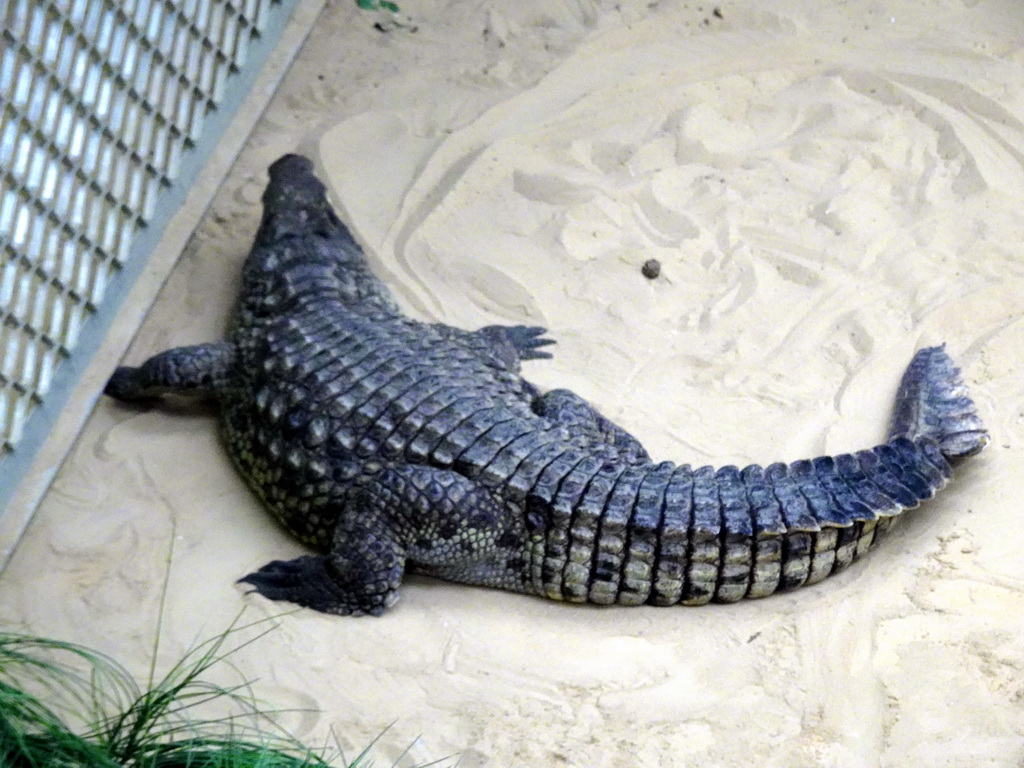 Nile Crocodile at the Hippopotamus and Crocodile enclosure at the Safaripark Beekse Bergen, viewed from the upper floor