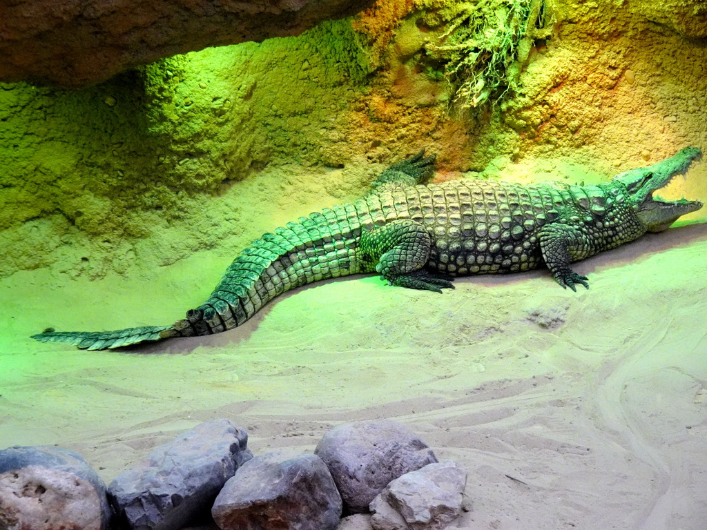 Nile Crocodile at the Hippopotamus and Crocodile enclosure at the Safaripark Beekse Bergen, viewed from the upper floor