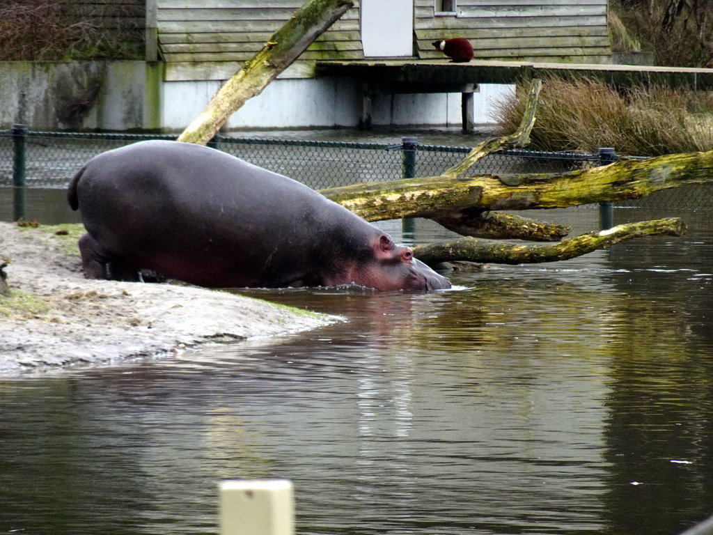 Hippopotamus at the Safaripark Beekse Bergen