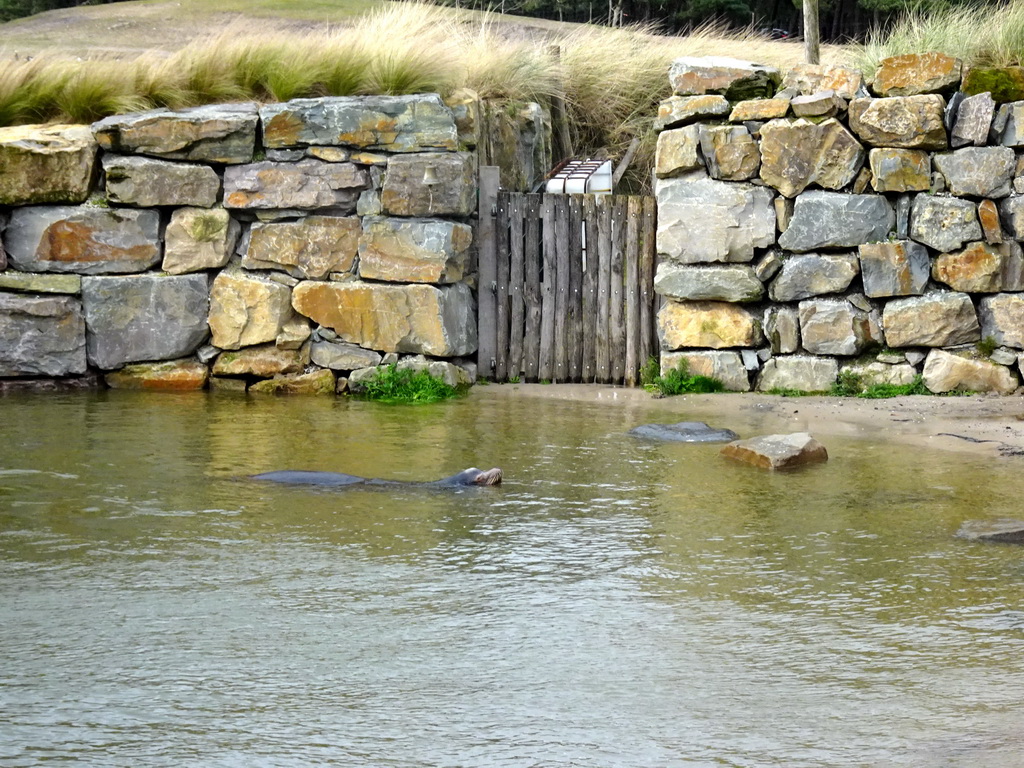 California Sea Lions at the Safaripark Beekse Bergen