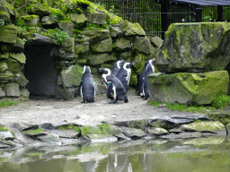 African Penguins at the Safaripark Beekse Bergen