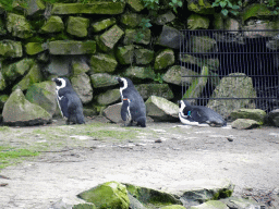 African Penguins at the Safaripark Beekse Bergen