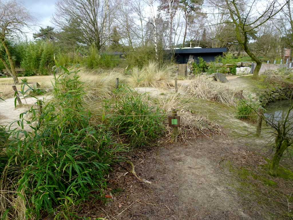 Plants at the African Penguin enclosure at the Safaripark Beekse Bergen