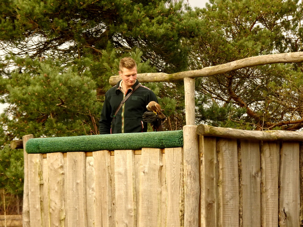 Zookeeper with a Falcon at the Birds of Prey Safari area at the Safaripark Beekse Bergen
