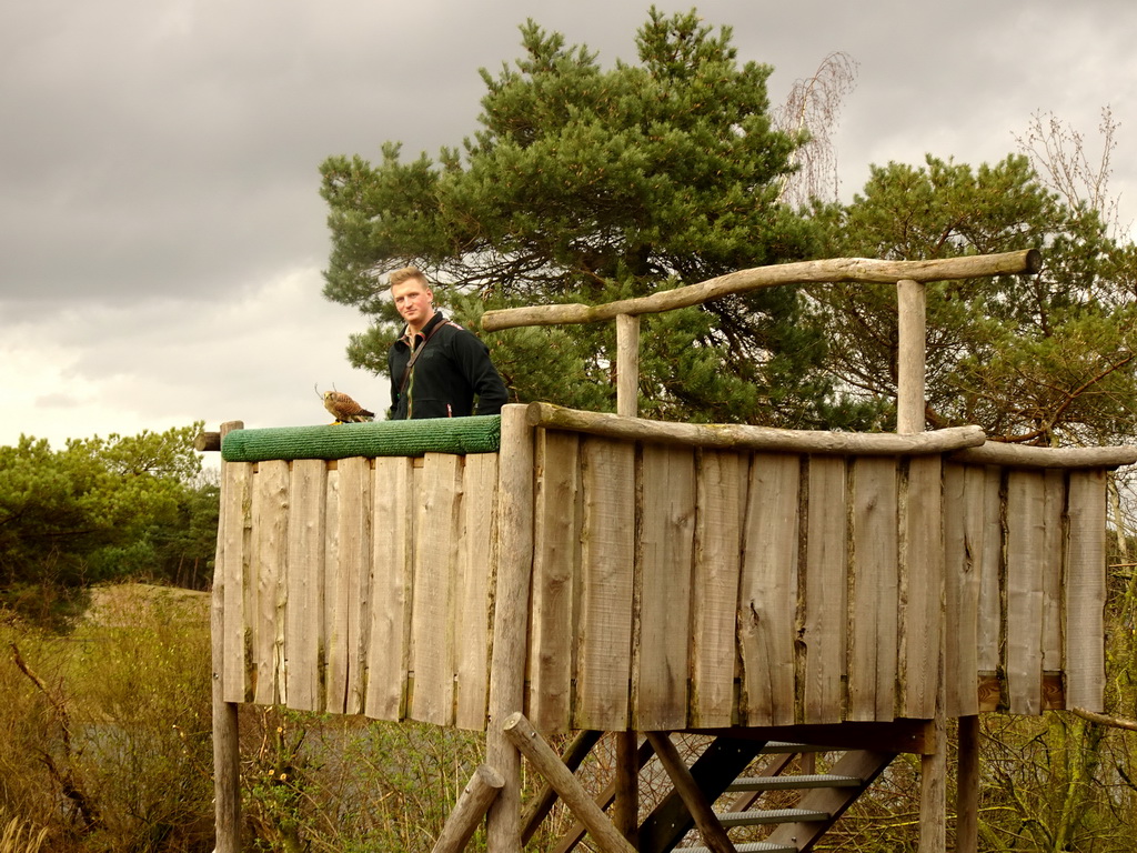 Zookeeper with a Falcon at the Birds of Prey Safari area at the Safaripark Beekse Bergen