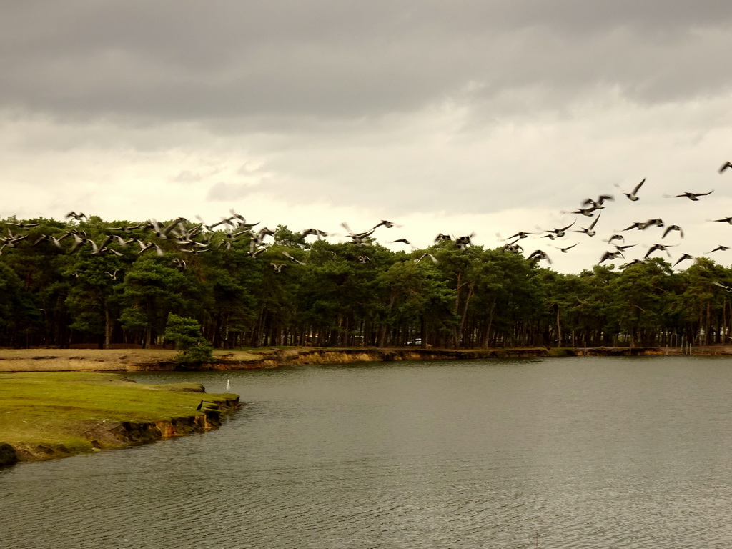 Geese flying over the river at the Safaripark Beekse Bergen