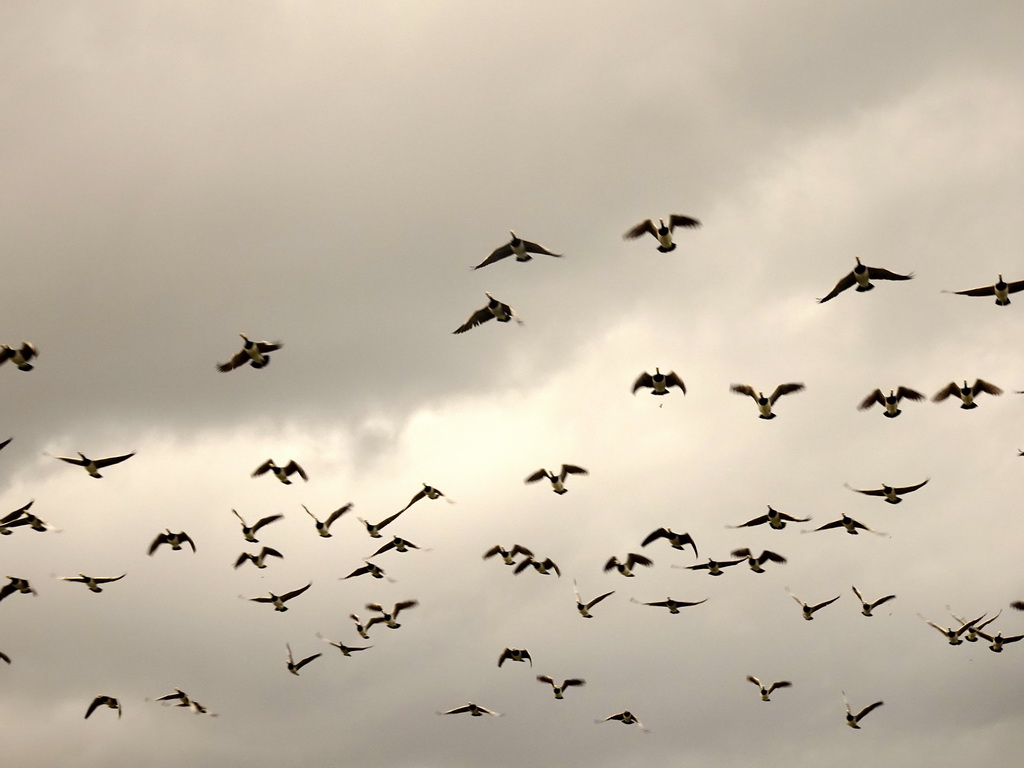 Geese flying over the river at the Safaripark Beekse Bergen