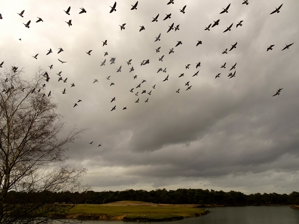 Geese flying over the river at the Safaripark Beekse Bergen