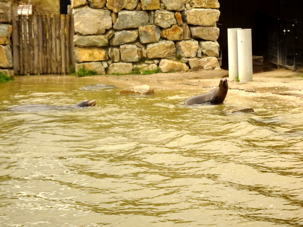 California Sea Lions at the Safaripark Beekse Bergen