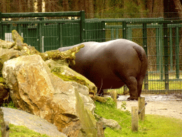 Hippopotamus at the Safaripark Beekse Bergen