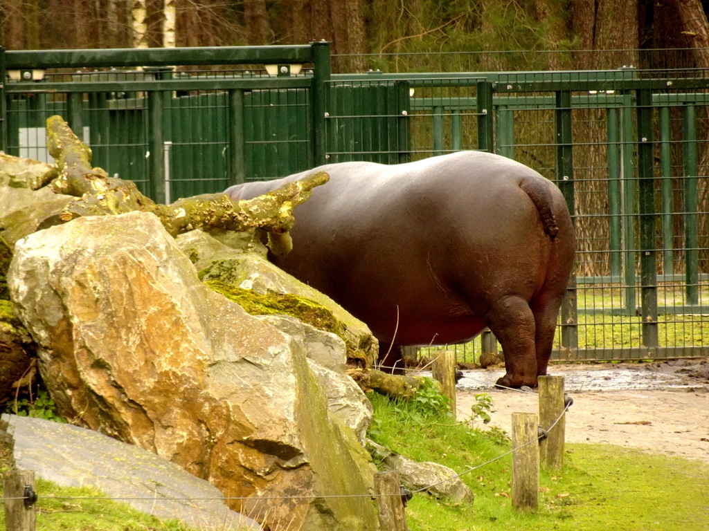 Hippopotamus at the Safaripark Beekse Bergen