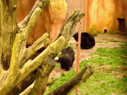 Sloth Bears at the Safaripark Beekse Bergen