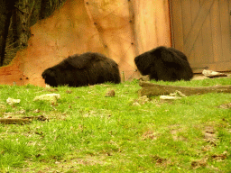 Sloth Bears at the Safaripark Beekse Bergen