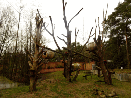 Red Pandas at the Safaripark Beekse Bergen