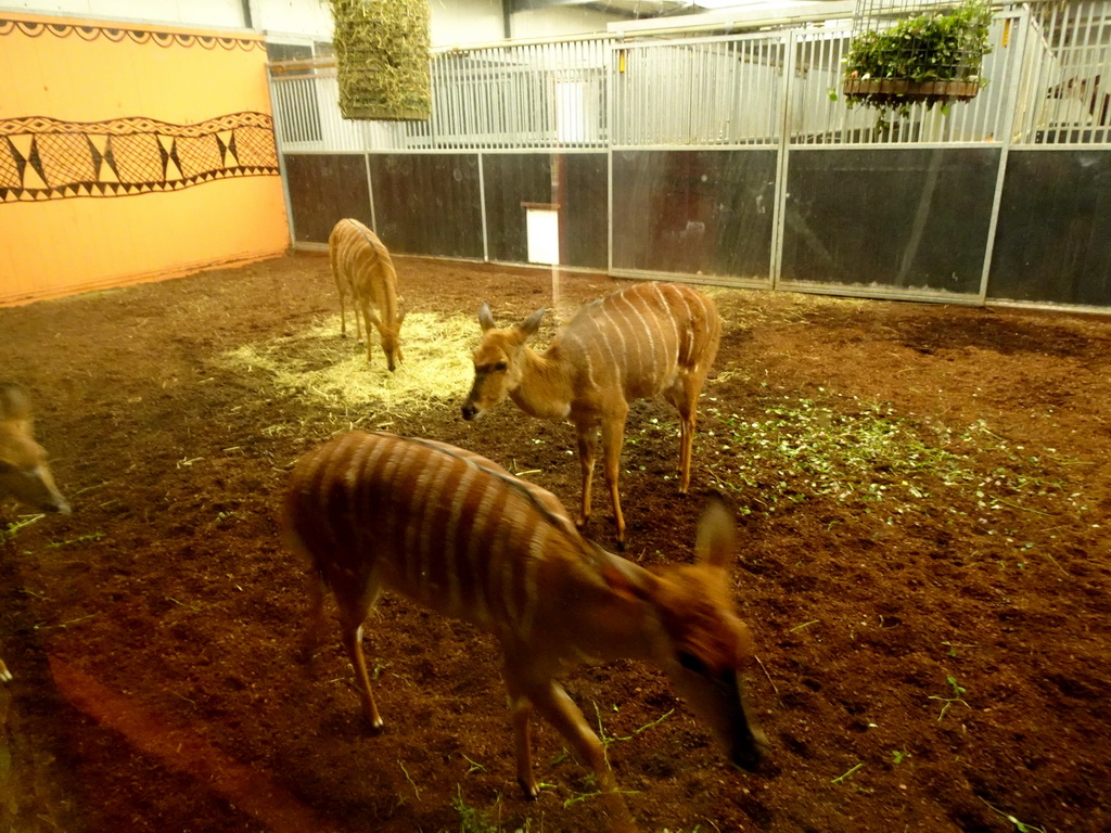 Nyalas at the Safaripark Beekse Bergen