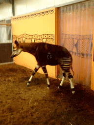 Okapi at the Safaripark Beekse Bergen