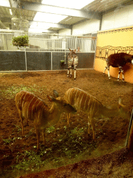 Nyalas and Okapis at the Safaripark Beekse Bergen