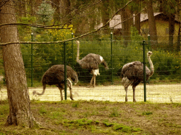Ostriches at the Safaripark Beekse Bergen