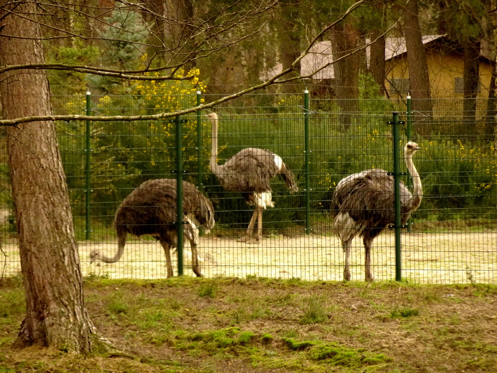 Ostriches at the Safaripark Beekse Bergen