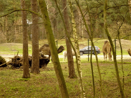 Camels and a car doing the Autosafari at the Safaripark Beekse Bergen