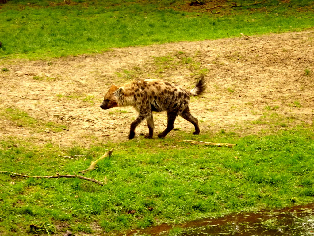 Spotted Hyena at the Safaripark Beekse Bergen