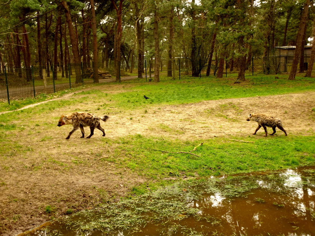 Spotted Hyenas at the Safaripark Beekse Bergen