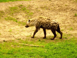 Spotted Hyena at the Safaripark Beekse Bergen