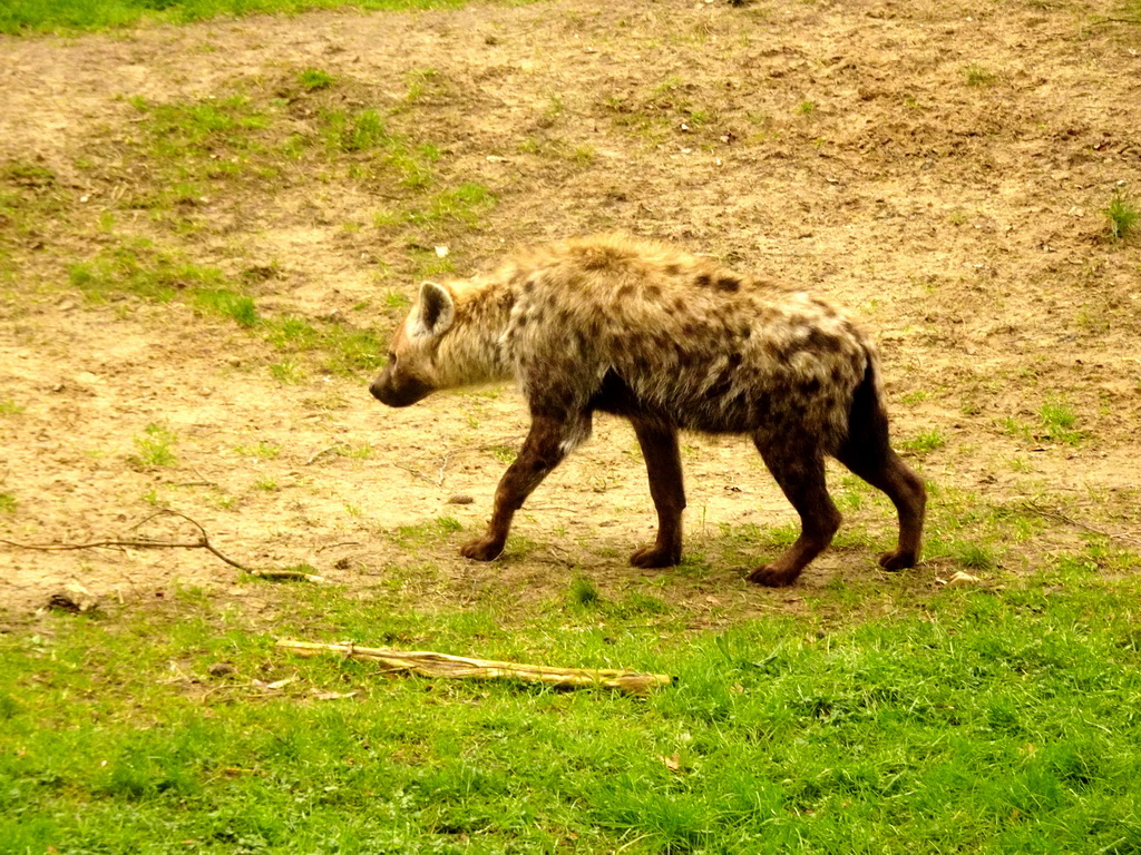 Spotted Hyena at the Safaripark Beekse Bergen