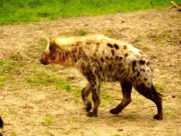 Spotted Hyena at the Safaripark Beekse Bergen