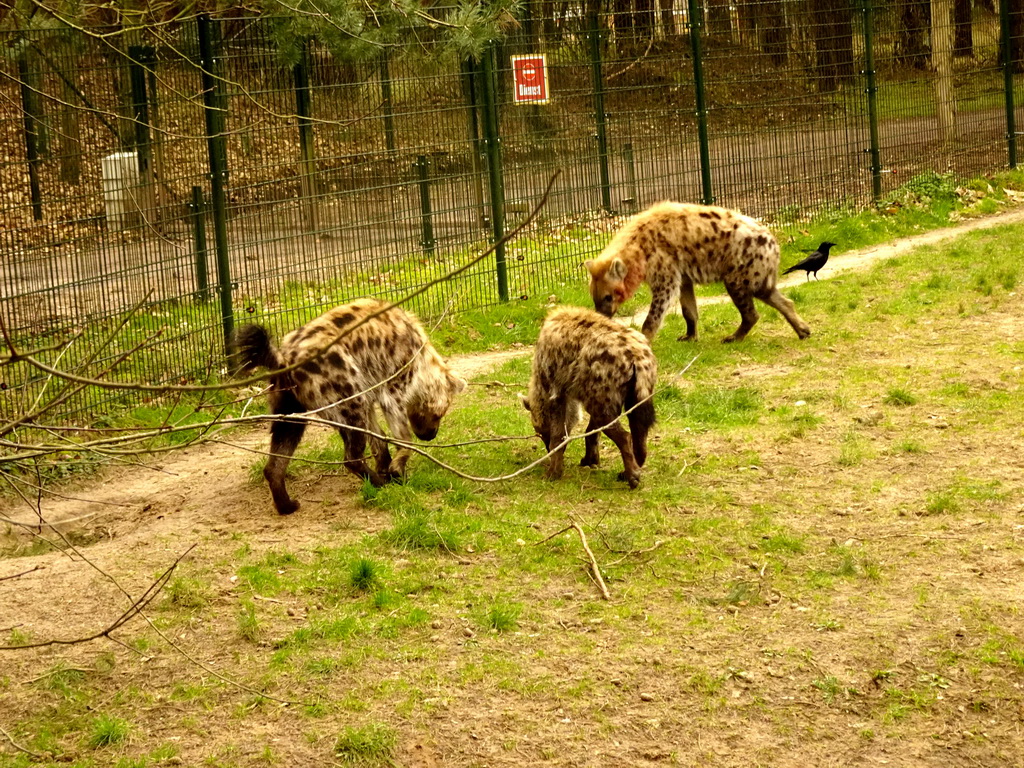 Spotted Hyenas at the Safaripark Beekse Bergen