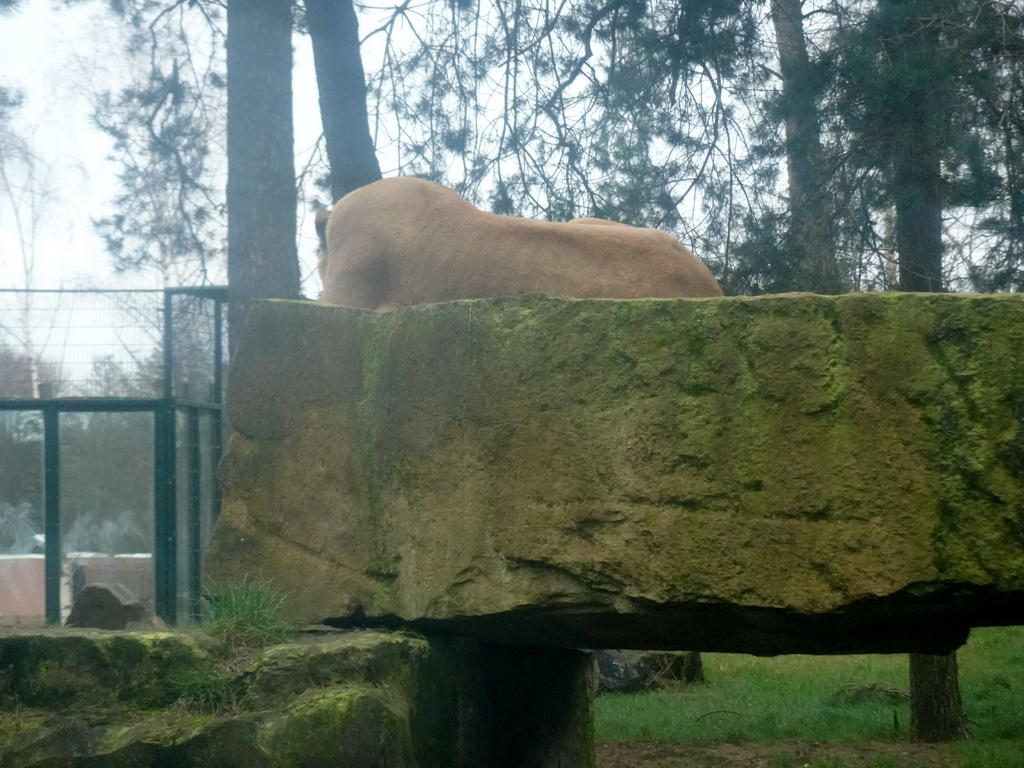 Lion at the Safaripark Beekse Bergen