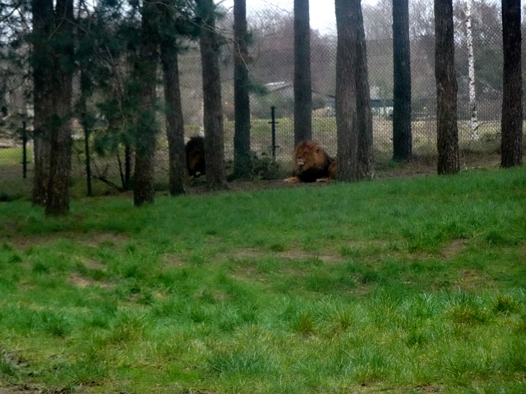 Lions at the Safaripark Beekse Bergen