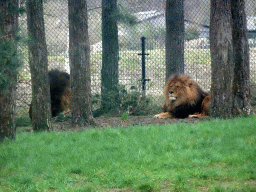 Lions at the Safaripark Beekse Bergen