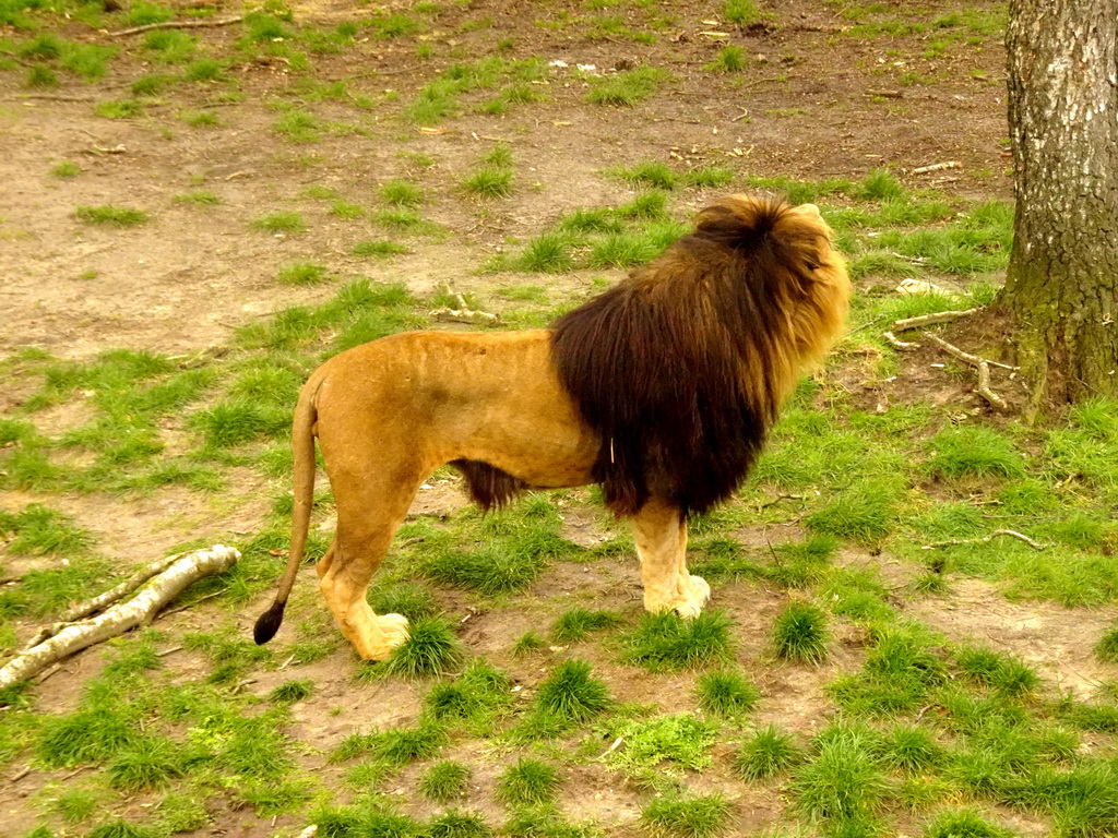 Lion at the Safaripark Beekse Bergen