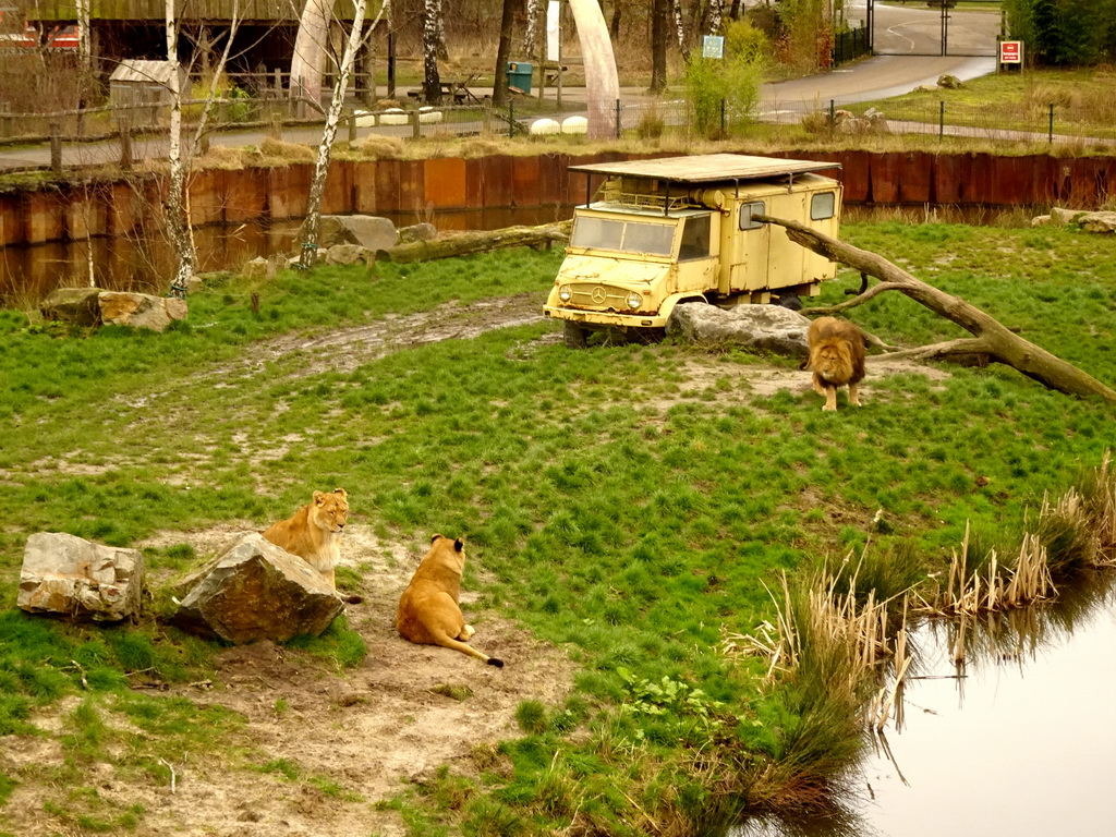 Lions at the Safaripark Beekse Bergen