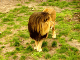 Lion at the Safaripark Beekse Bergen