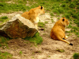 Lions at the Safaripark Beekse Bergen