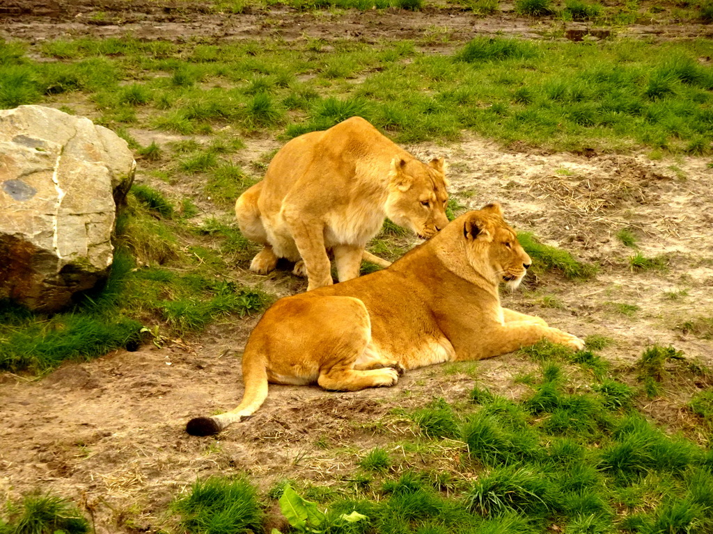 Lions at the Safaripark Beekse Bergen