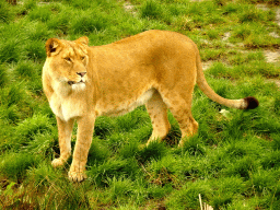 Lion at the Safaripark Beekse Bergen